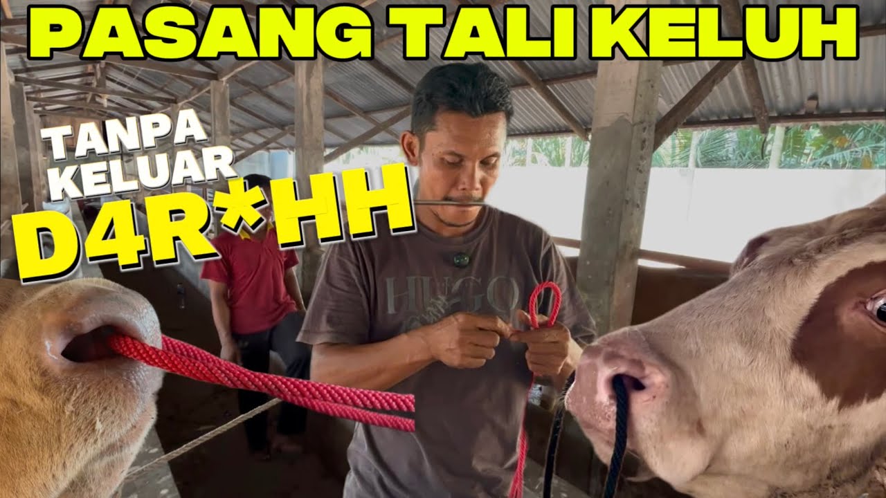 PASANG TALI KELUH SAPI TANPA KELUAR D4R*H !!! Tidak meny4k1ti sapi !!!