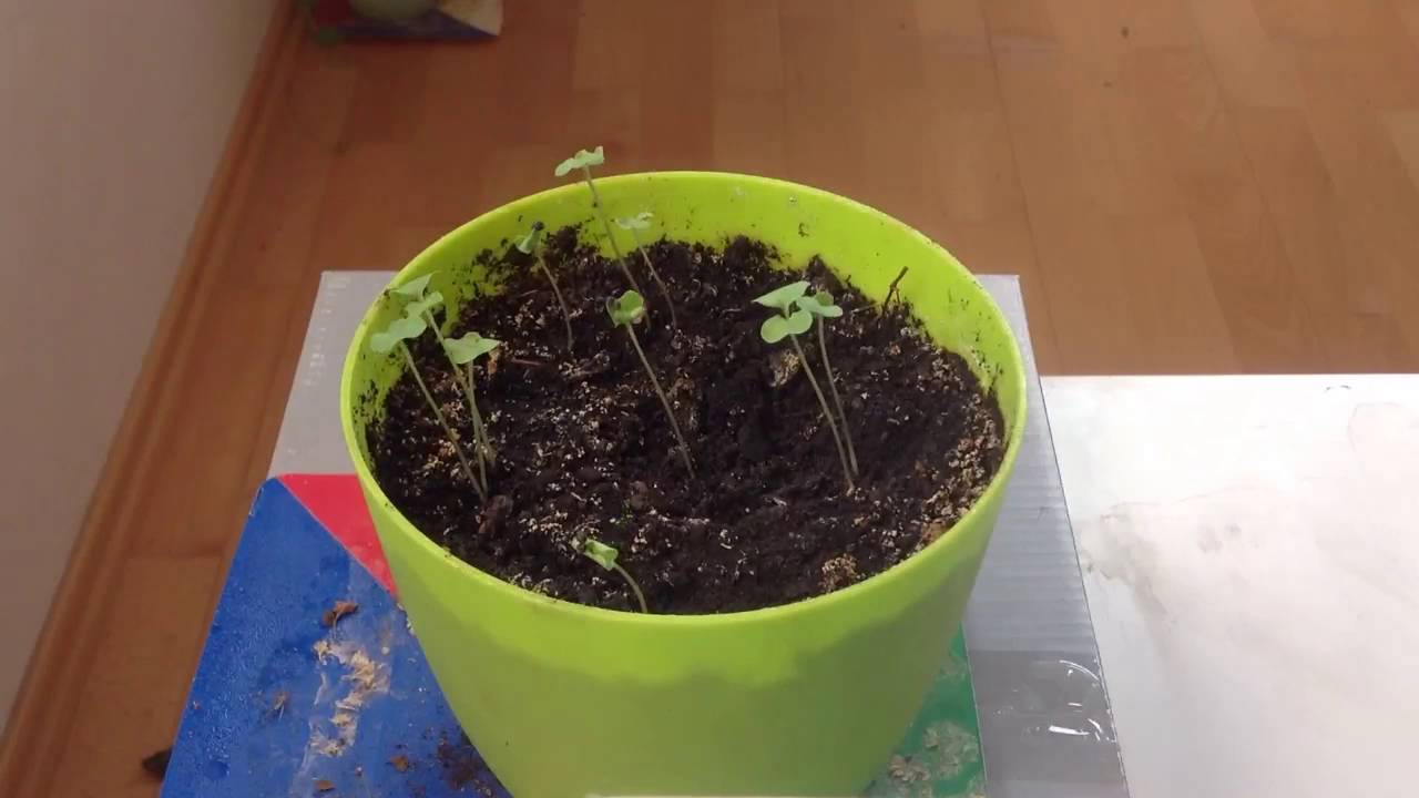 Timelapse of the growing of rape flower