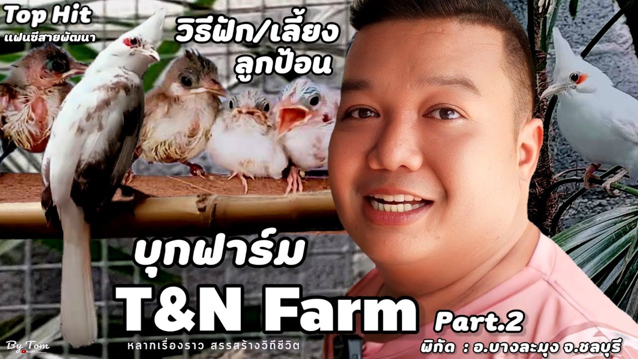 บุกฟาร์ม | นกกรงหัวจุกแฟนซี(T&N Farm)แนะ..ลูกนกตั้งแต่เข้าตู้ฟักไข่จนถึงป้อนอาหาร สำคัญมาก | Part.2