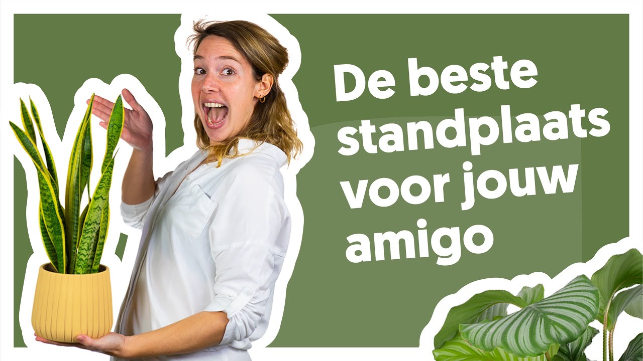 Vind de perfecte standplaats voor je kamerplanten.🌿 | De Stamgasten