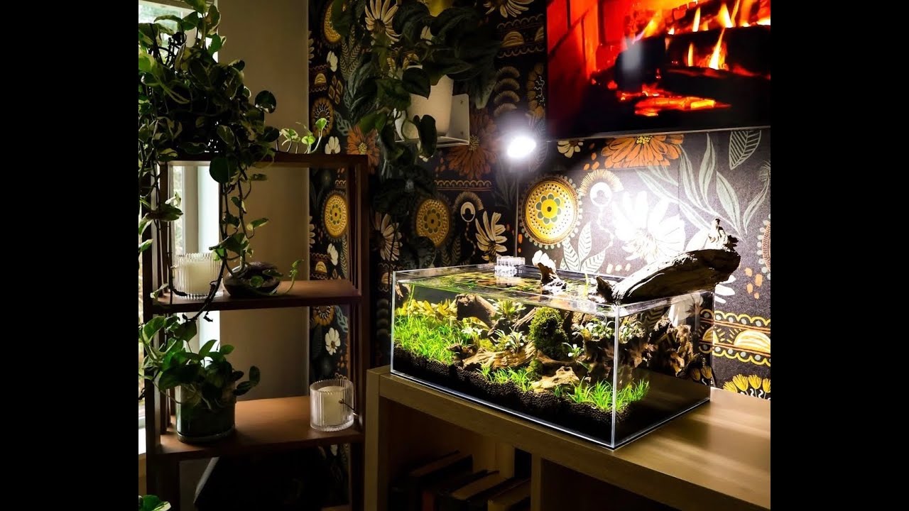 Aquascaping a shallow aquarium