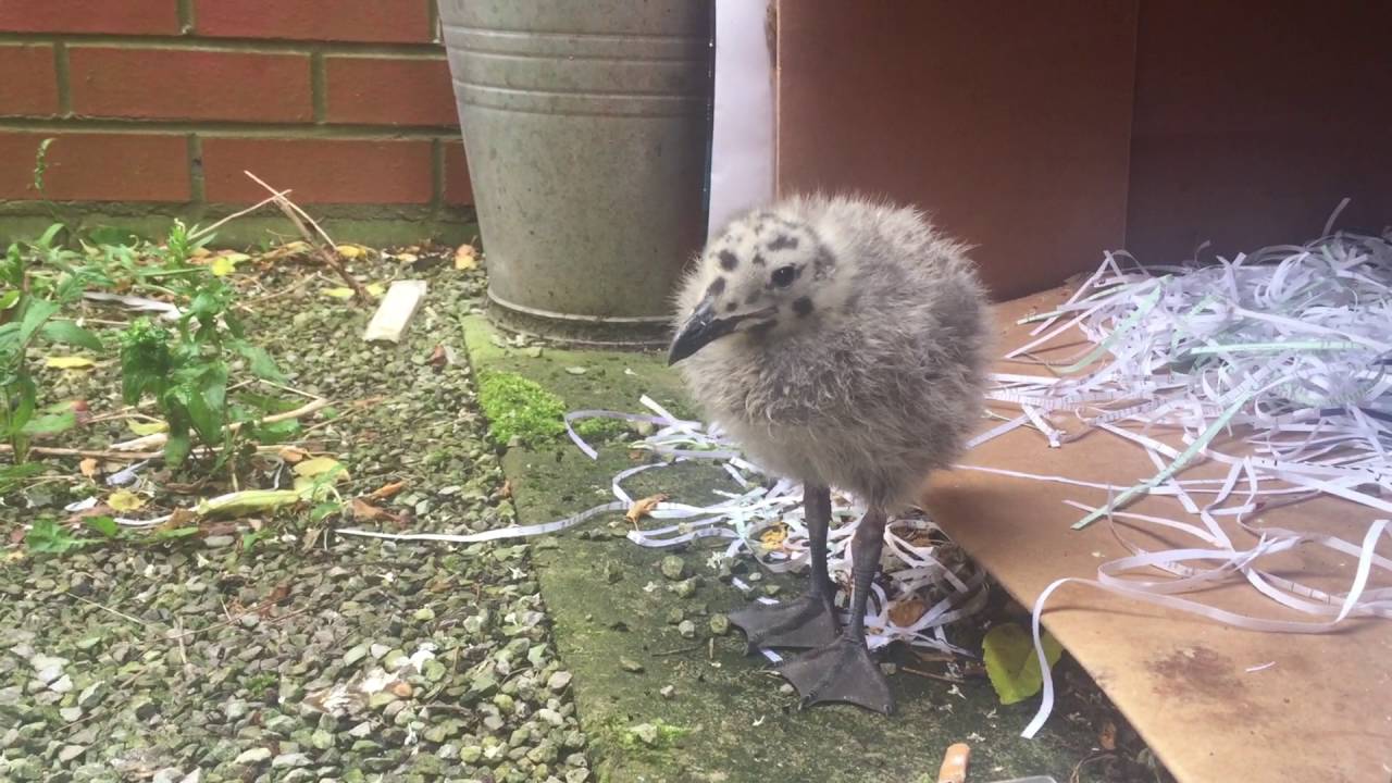 40 Days With a Baby Seagull