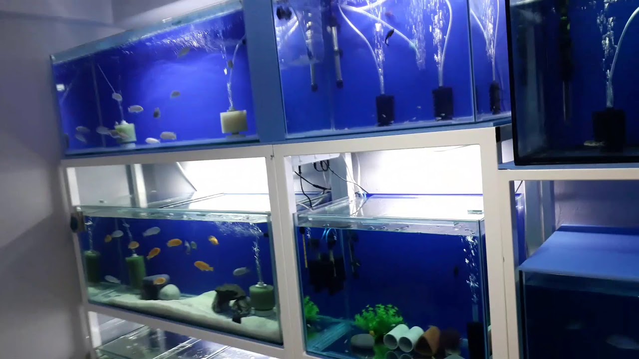 Ciklet &uuml;retimhanesi tanıtım( * SET AKVARYUM * )