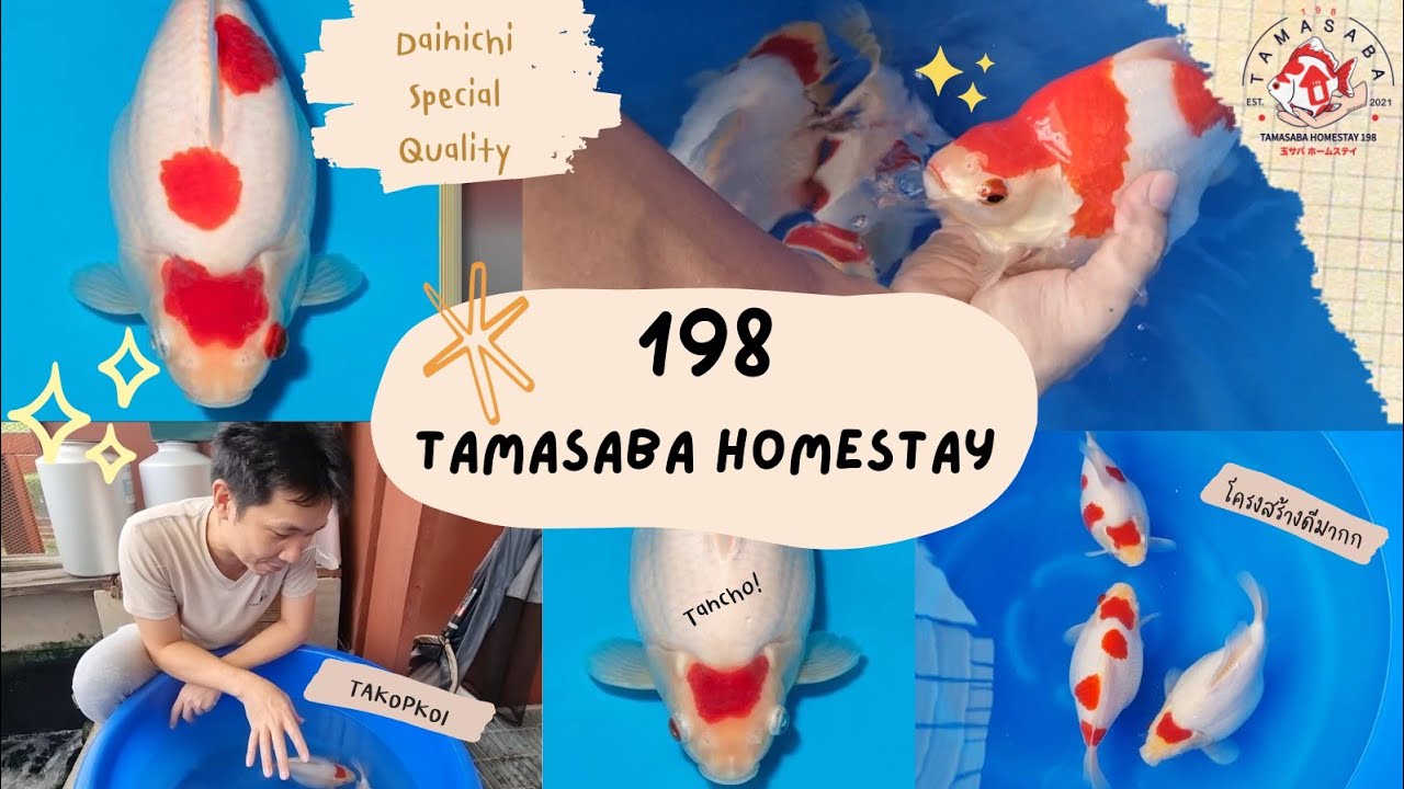 TAMASABA DAINICHI SUPER HIGH QUALITY BY TAKOPKOI