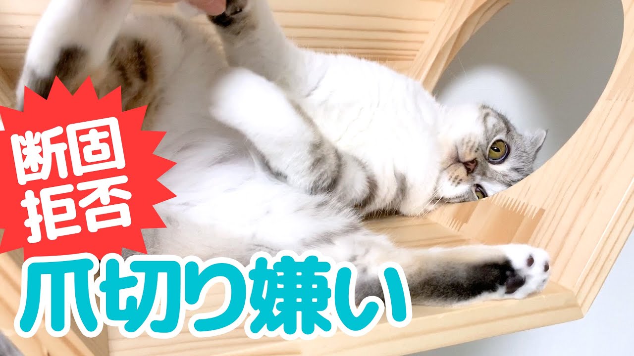 爪切りが嫌で全力で拒否する猫。ふてくされる。［スコティッシュフォールド・ぐう］