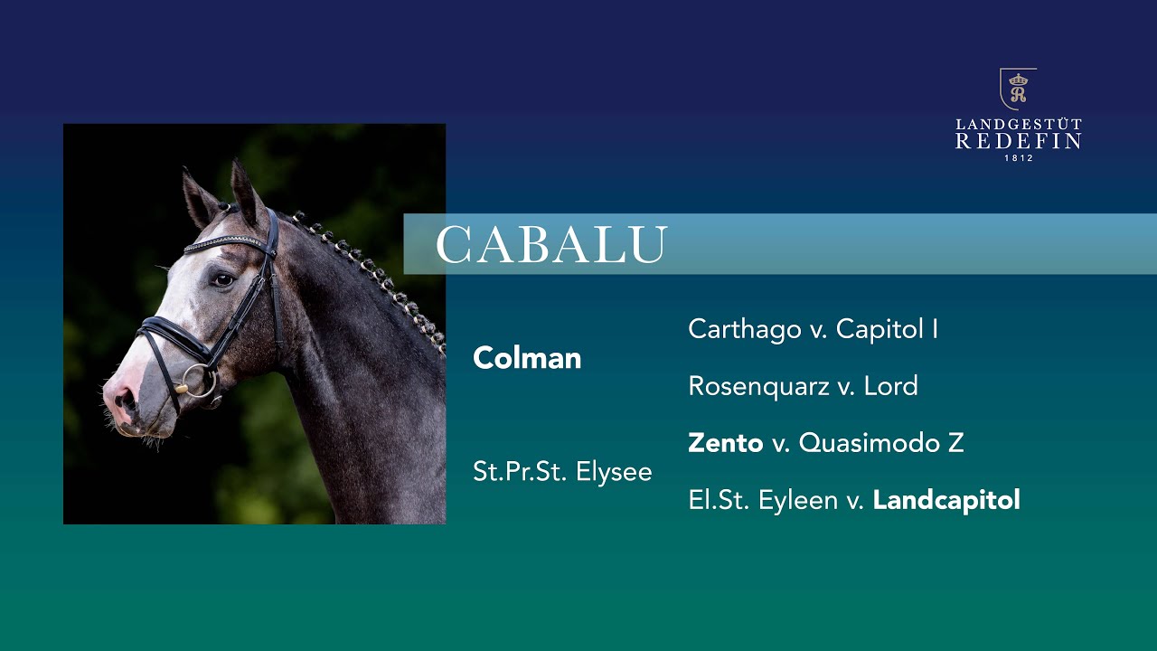 Cabalu v. Colman - Zento, OS Hengst, gekört, * 2019