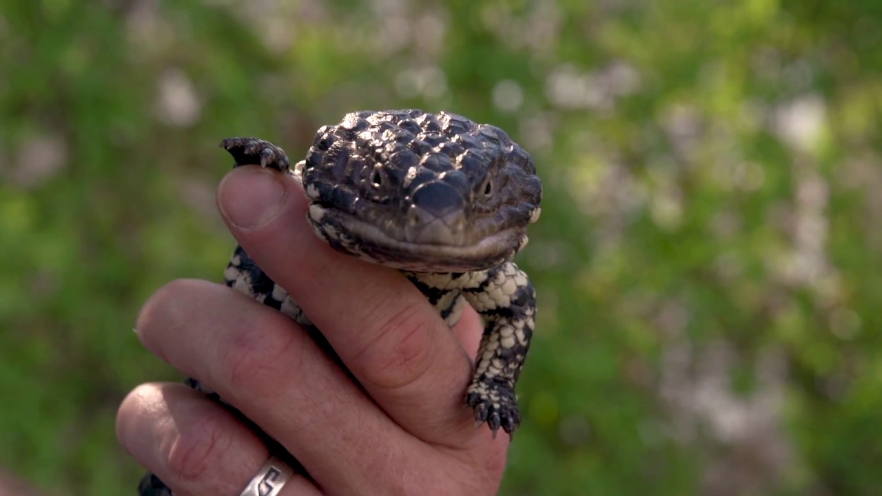 The social behaviour of sleepy lizards.
