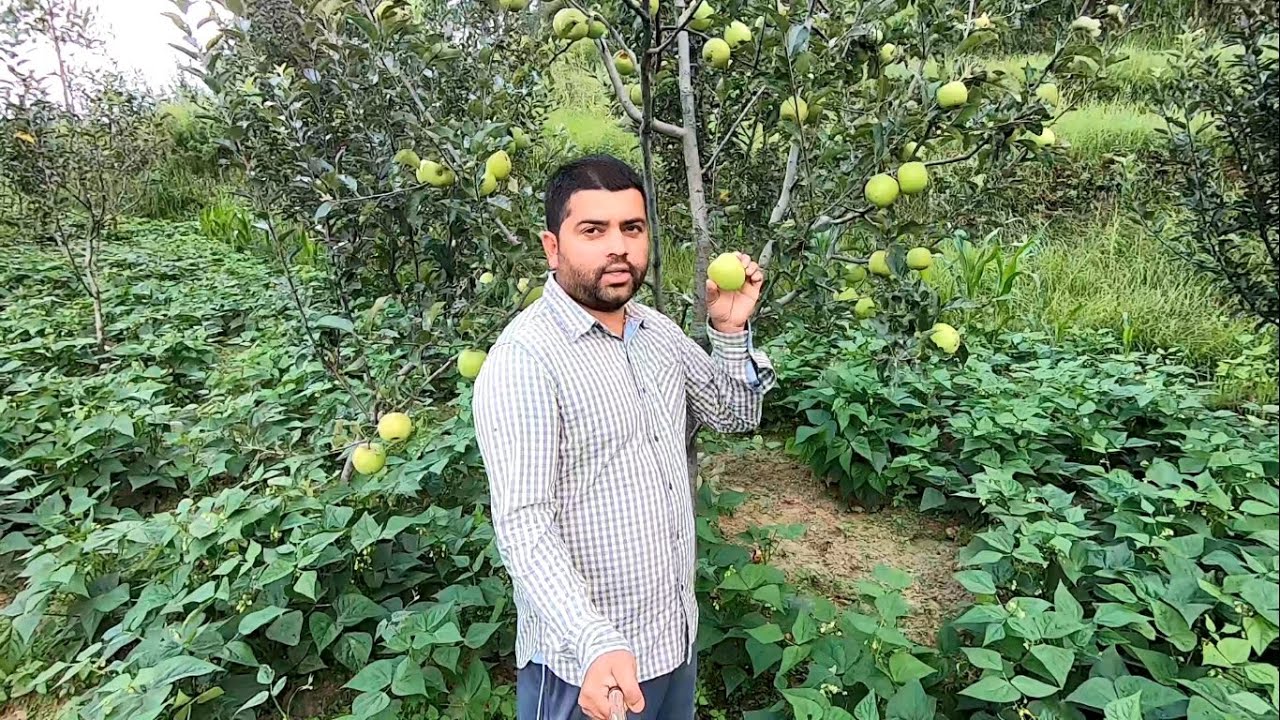 Golden Delicious - 130 Years Old Apple Variety