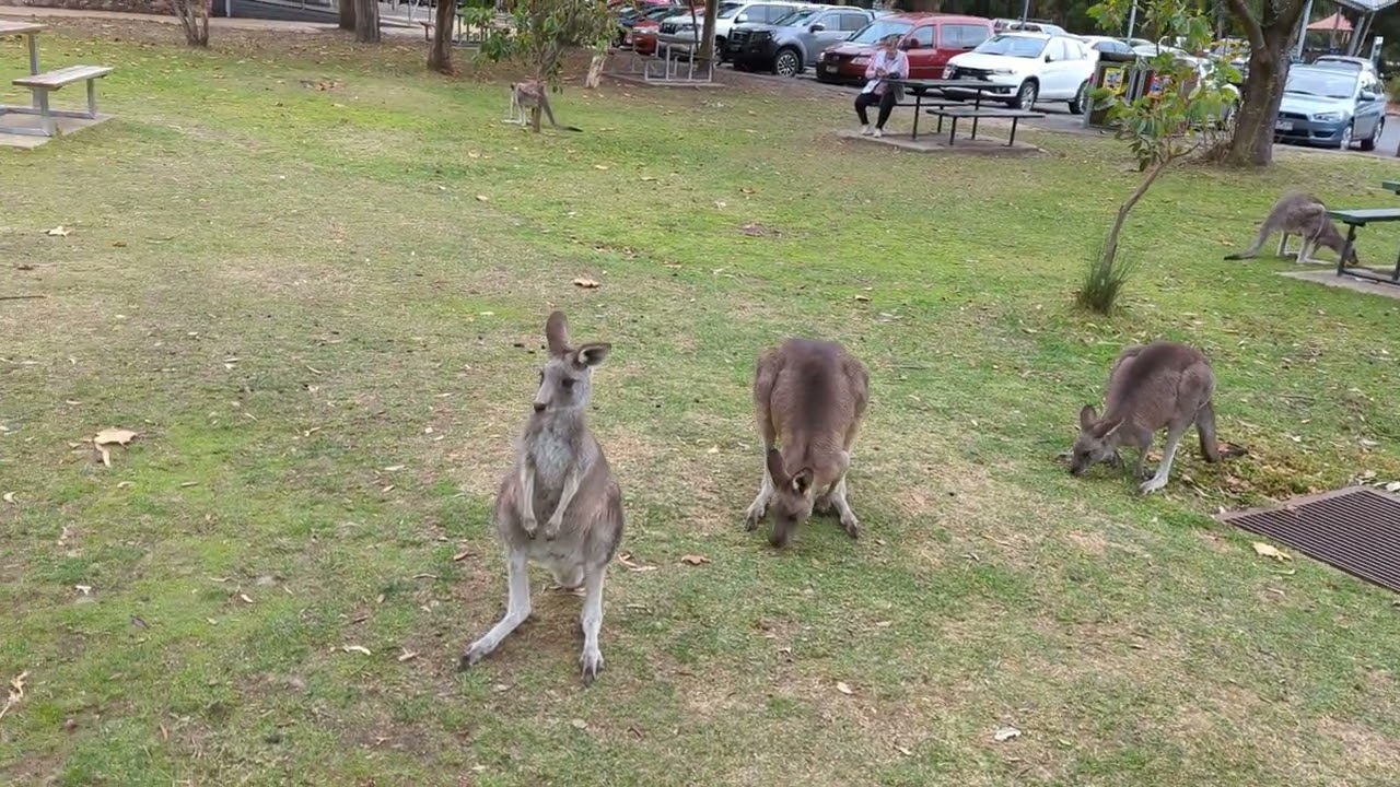 Wild Kangaroos at the Halls Gap town centre, The Grampians, Victoria Australia