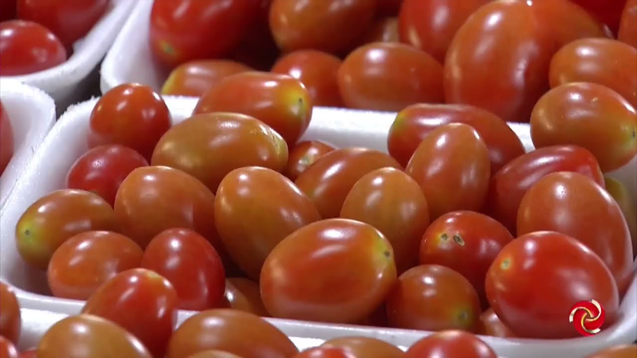 Produção de tomates em estufas