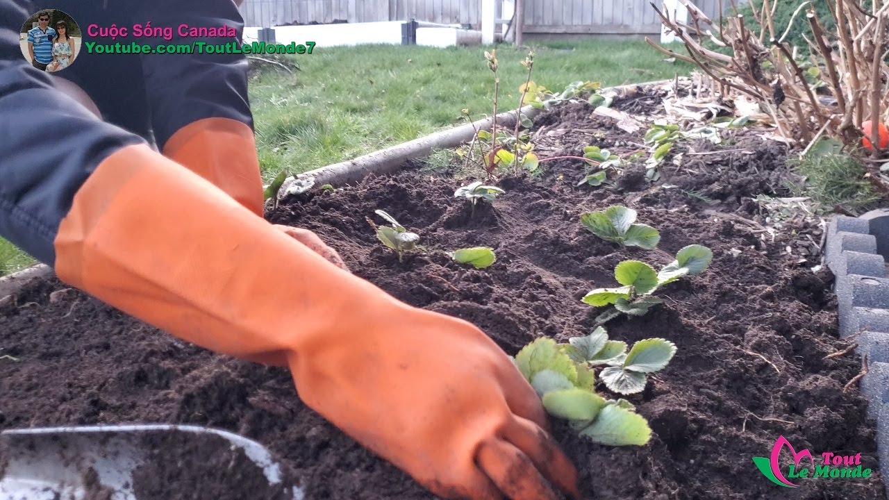 Chiết dâu tây và chia sẻ cách trồng dâu tây được nhiều trái to 🇨🇦493》 How to plant strawberries