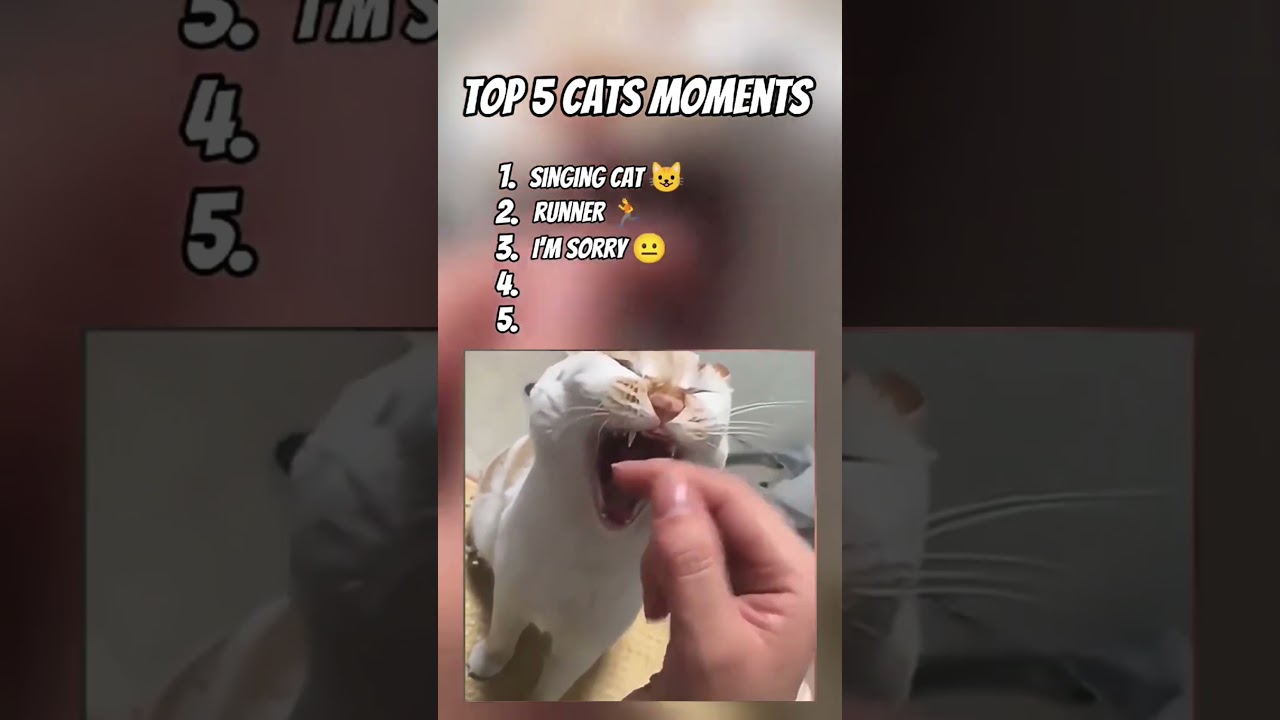 Ranking Cat Talking Moments