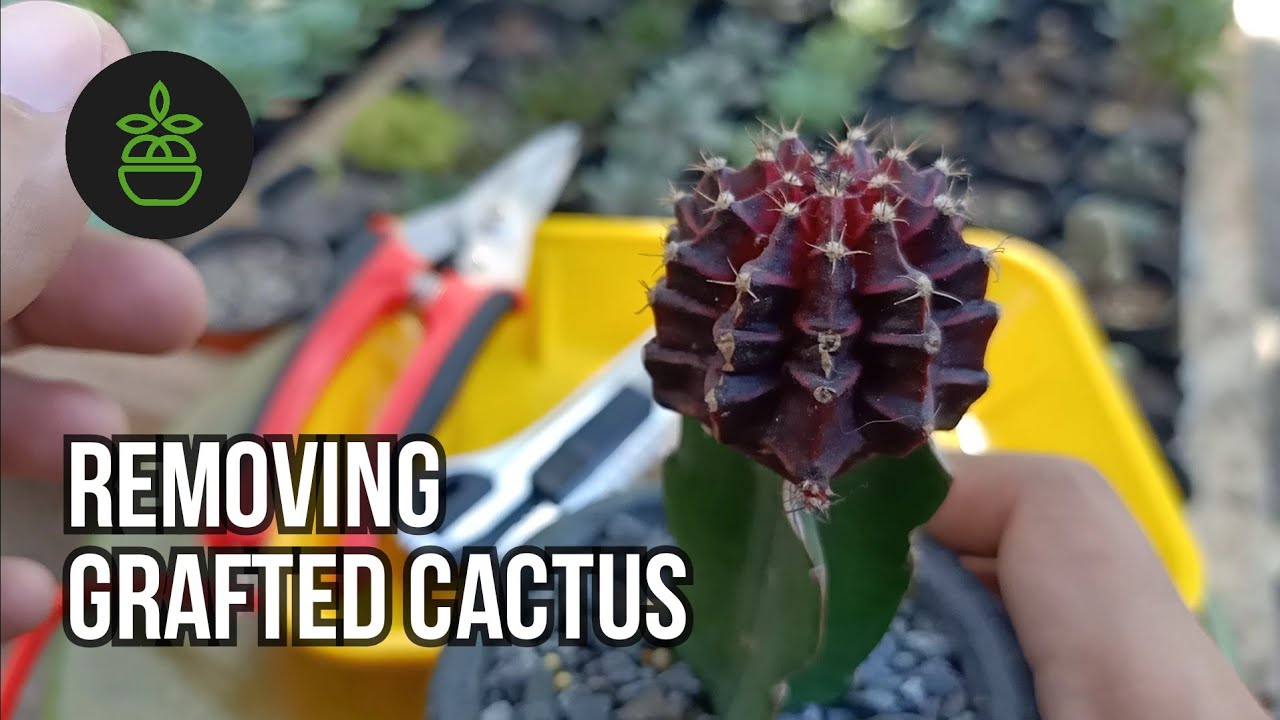 Degrafting Moon Cactus - Part 1