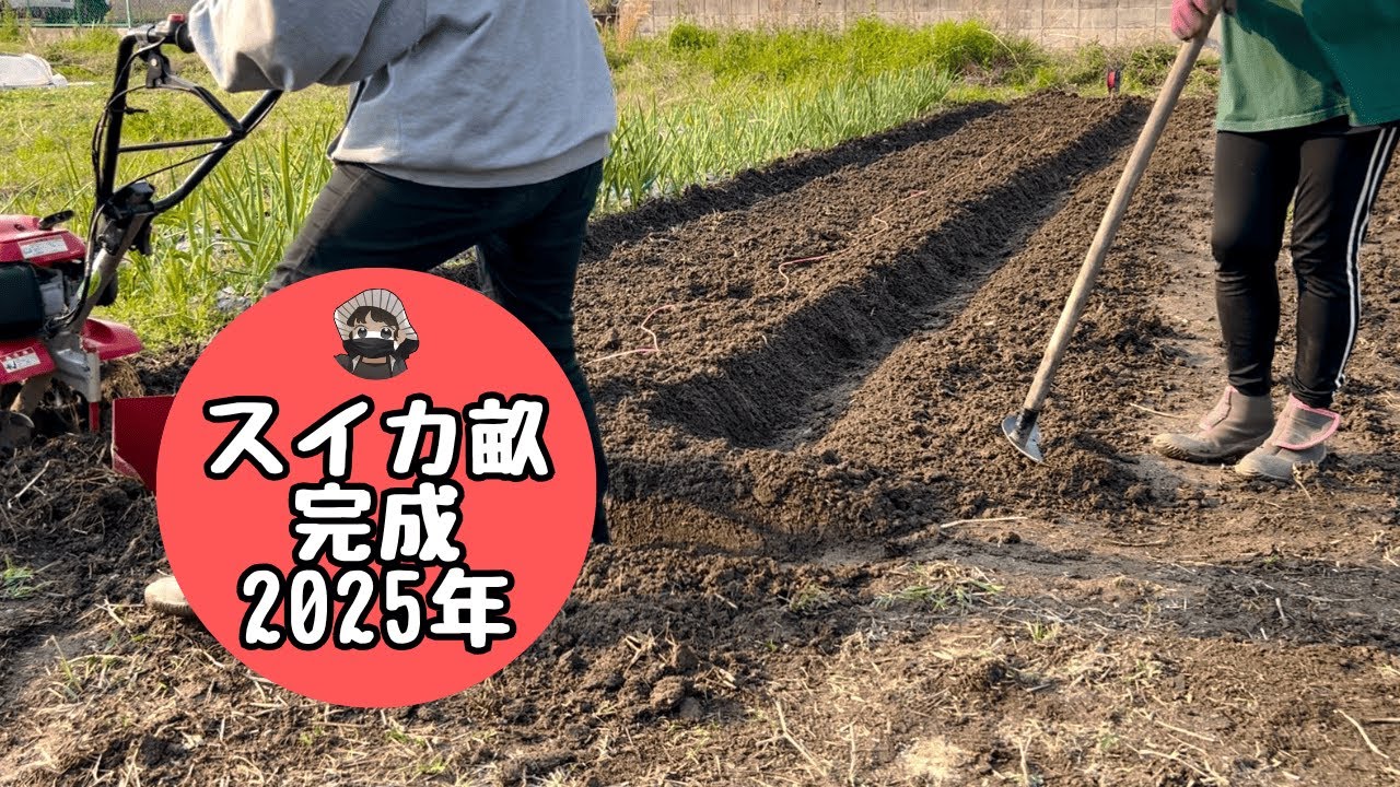 スイカの畝完成！2025年版【苦土石灰】【化成肥料】【腐植酸】【牛ふん堆肥】【もみ殻燻炭】【家庭菜園】