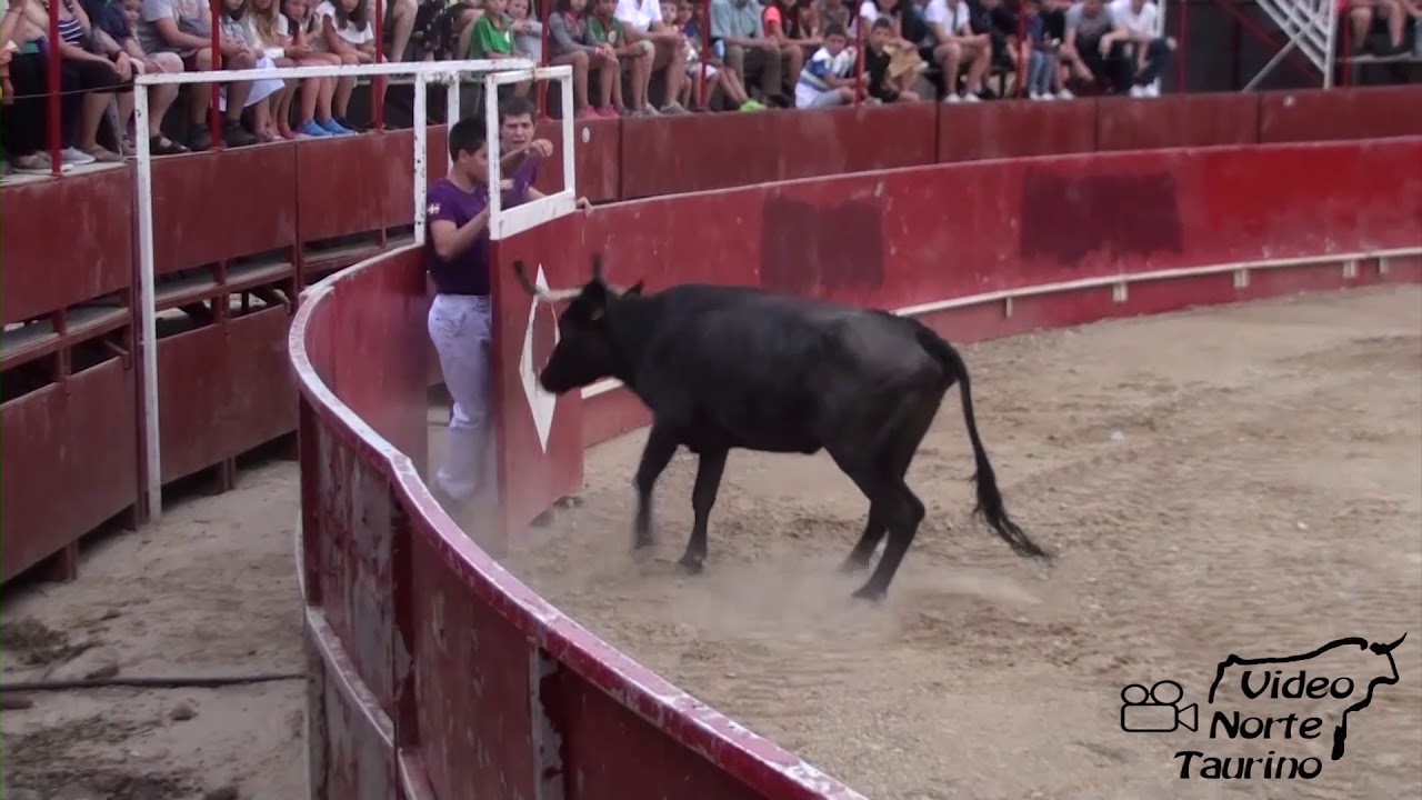Labastida (Alava) Exibicion recortadores parte 1 09-08-2019 Bergarako Zezenak
