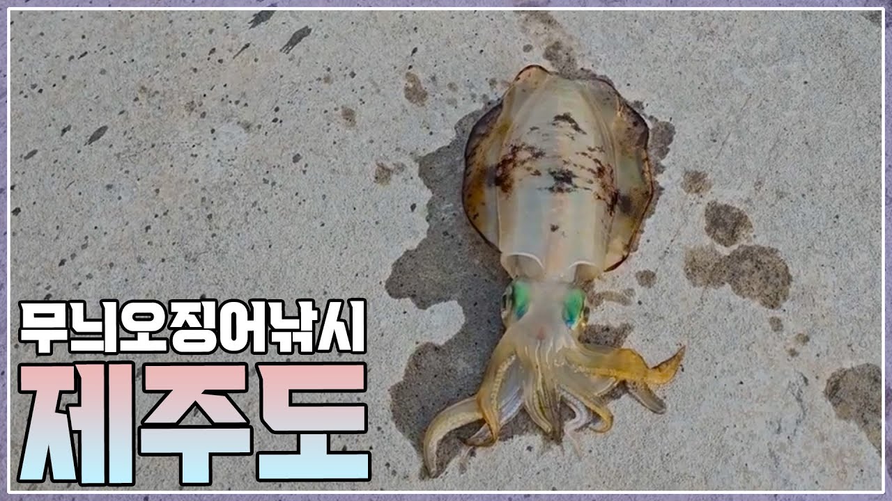 버스 타고 제주 서귀포 낚시 포인트 돌아보기ㅣ서귀포ㅣ제주도ㅣ🎣🏝Fishing in Jeju Island