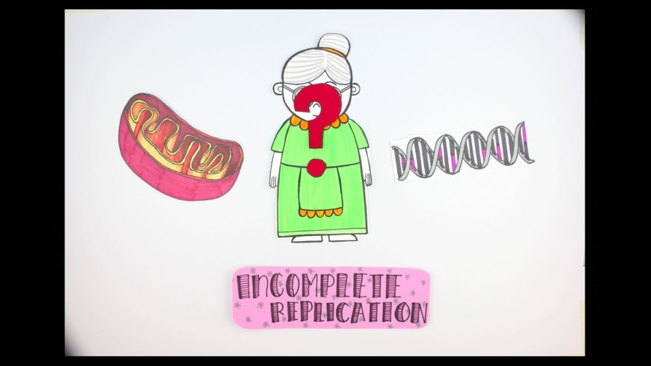 Why do we Age?: Telomere Shortening (In Detail)