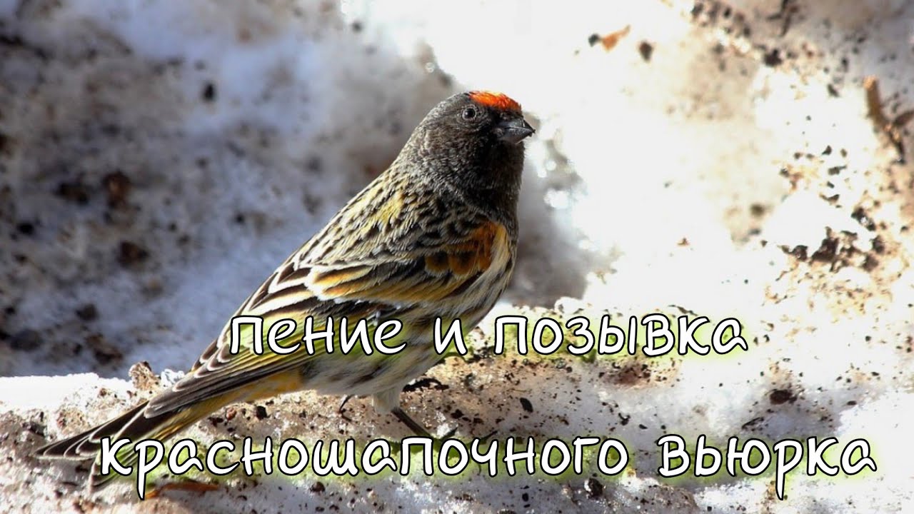 Красношапочный вьюрок пение и позывка (Serinus pusillus)