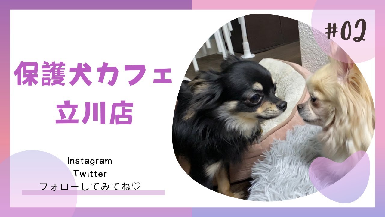 保護犬カフェ立川店（2回目）行ってきたよ♪