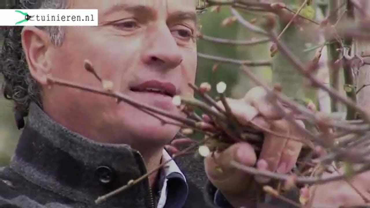 Hoe kan ik een leilinde snoeien? - Tuinieren.nl