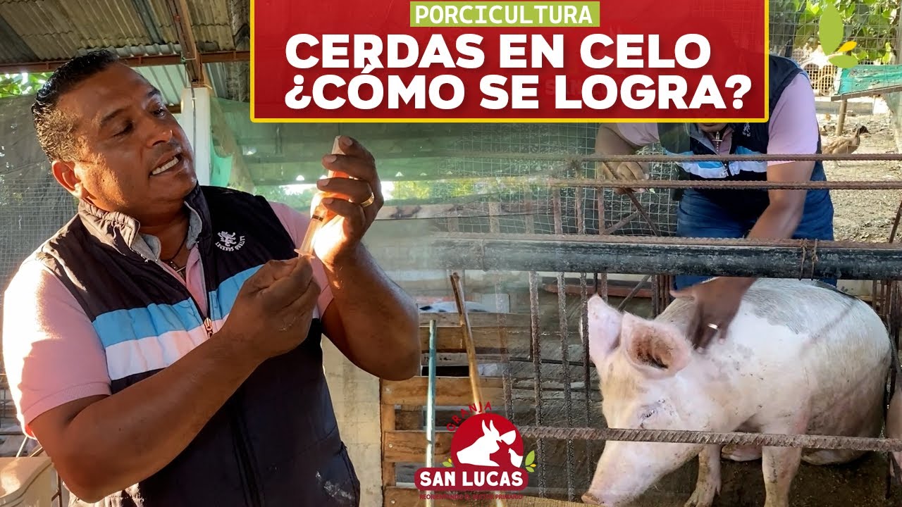 ¿Por qué no entran en celo mis cerdas? | Solución | Mi Granja San Lucas