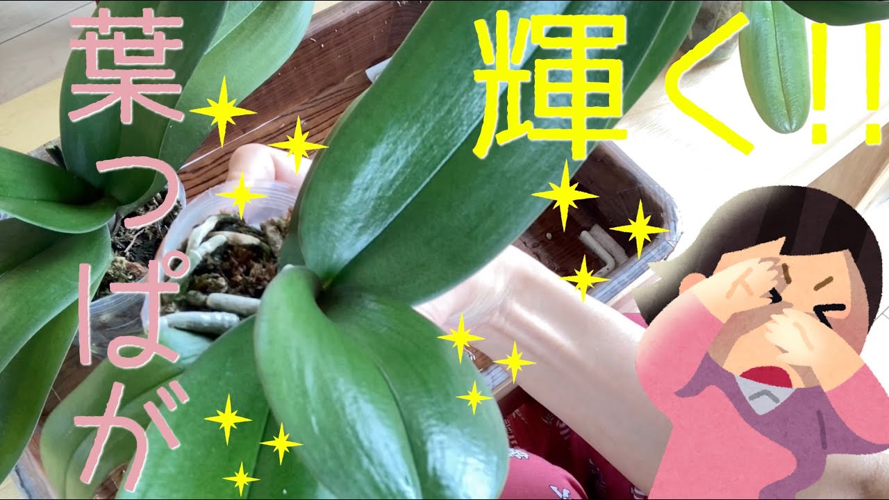 もっと早く知りたかった！胡蝶蘭の葉っぱをピカピカにする方法があった！