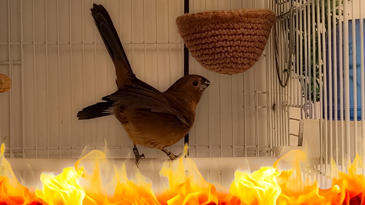 Fêmea de Azulão Piando e Pedindo Gala - Esquente seu Azulão!