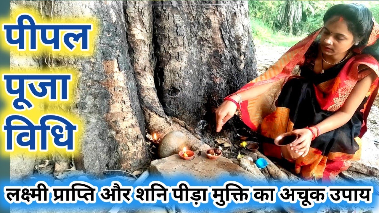 शनिवार के दिन पीपल की पूजा कैसे करें।पीपल पूजा विधि।मंत्र,सावधानी।shaniwar peepal puja vidhi