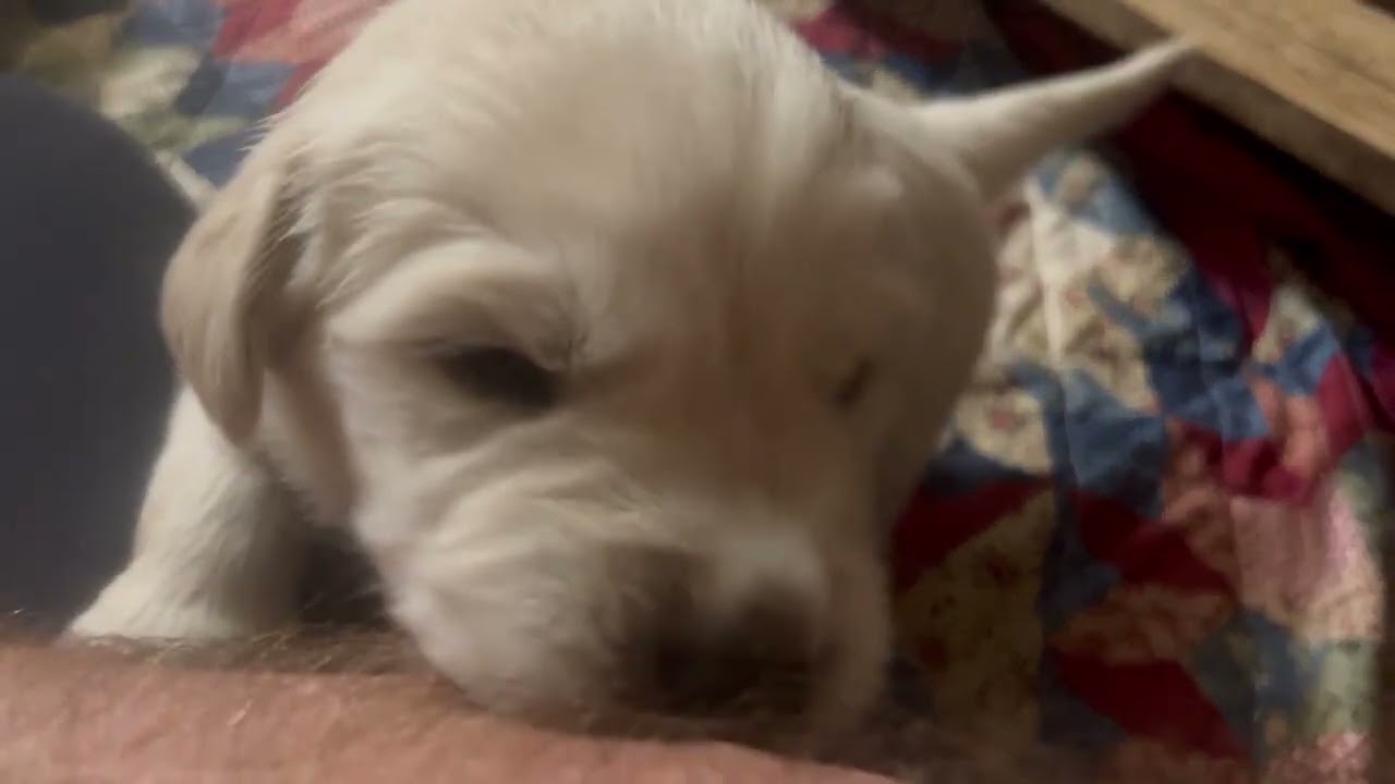 New Years Eve with are loving puppies 2