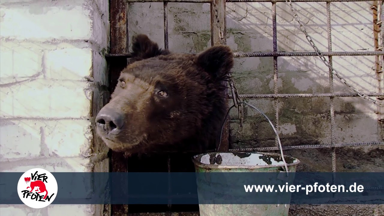 VIER PFOTEN TV Spot 2018 Bärenrettung | VIER PFOTEN | www.vier-pfoten.de