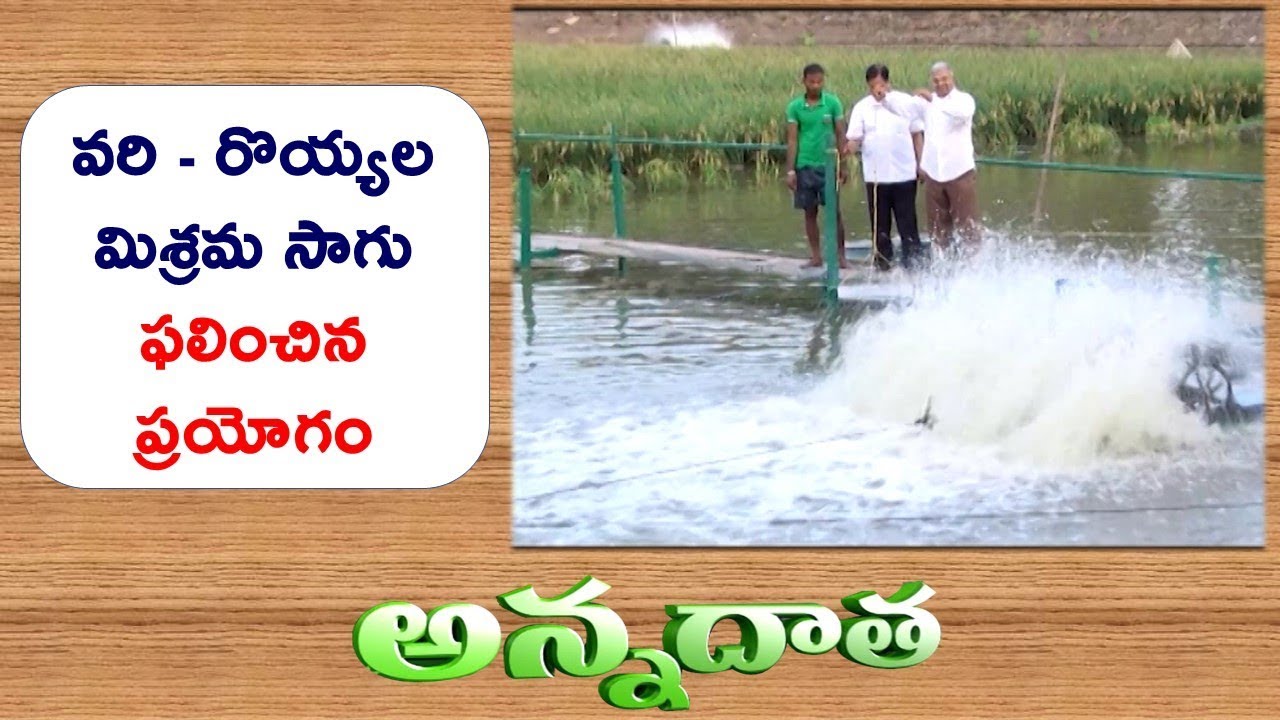 Record Yields In Rice | Prawn Mixed Culture | Success Story of W.G Farmer || ETV Annadata