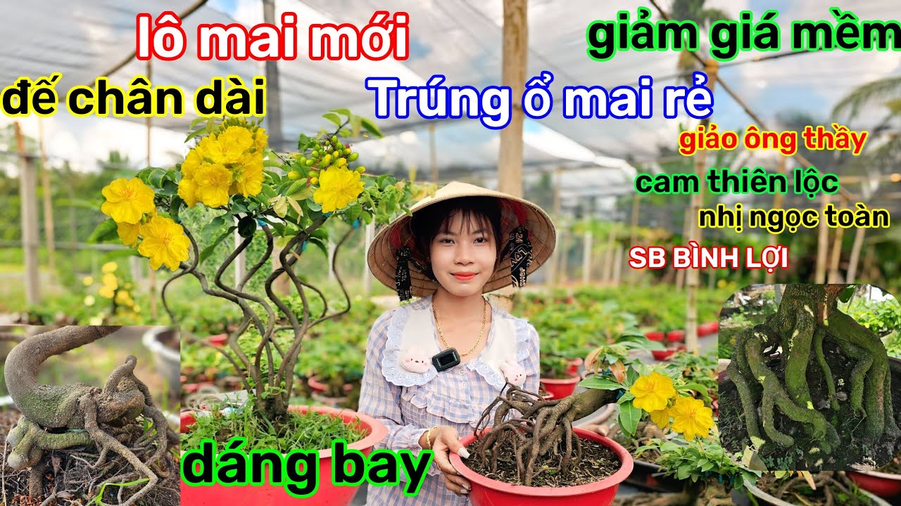 🌲8/3☎️Vườn mai kim Nở☎️mai ghép mùa mới🌲mai đôn đế quái🌲đế thú dáng bay🌲giảm giá mềm 