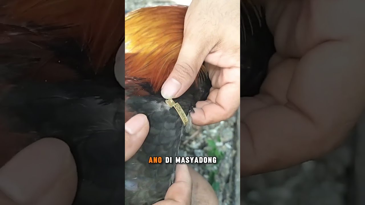 PAANO MAGLAGAY NG WINGBAND SA PANABONG NA MANOK 🐓🐓🐓