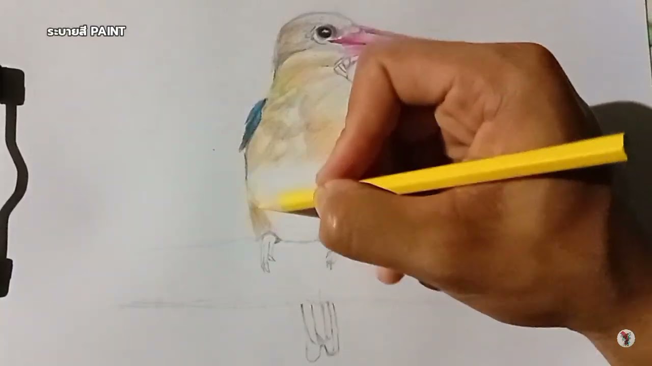 วาดนกกระเต็นใหญ่ ระบายด้วยสีไม้ Draw a Stork-billed Kingfisher 