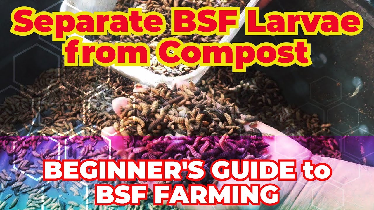 How to Separate BSF Larvae - Separating Black Soldier Fly Larvae from Compost