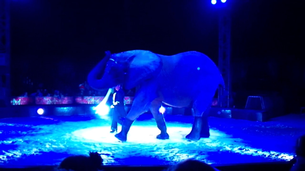 L'elefante Africano del Circo Sandra Orfei ad Agrigento