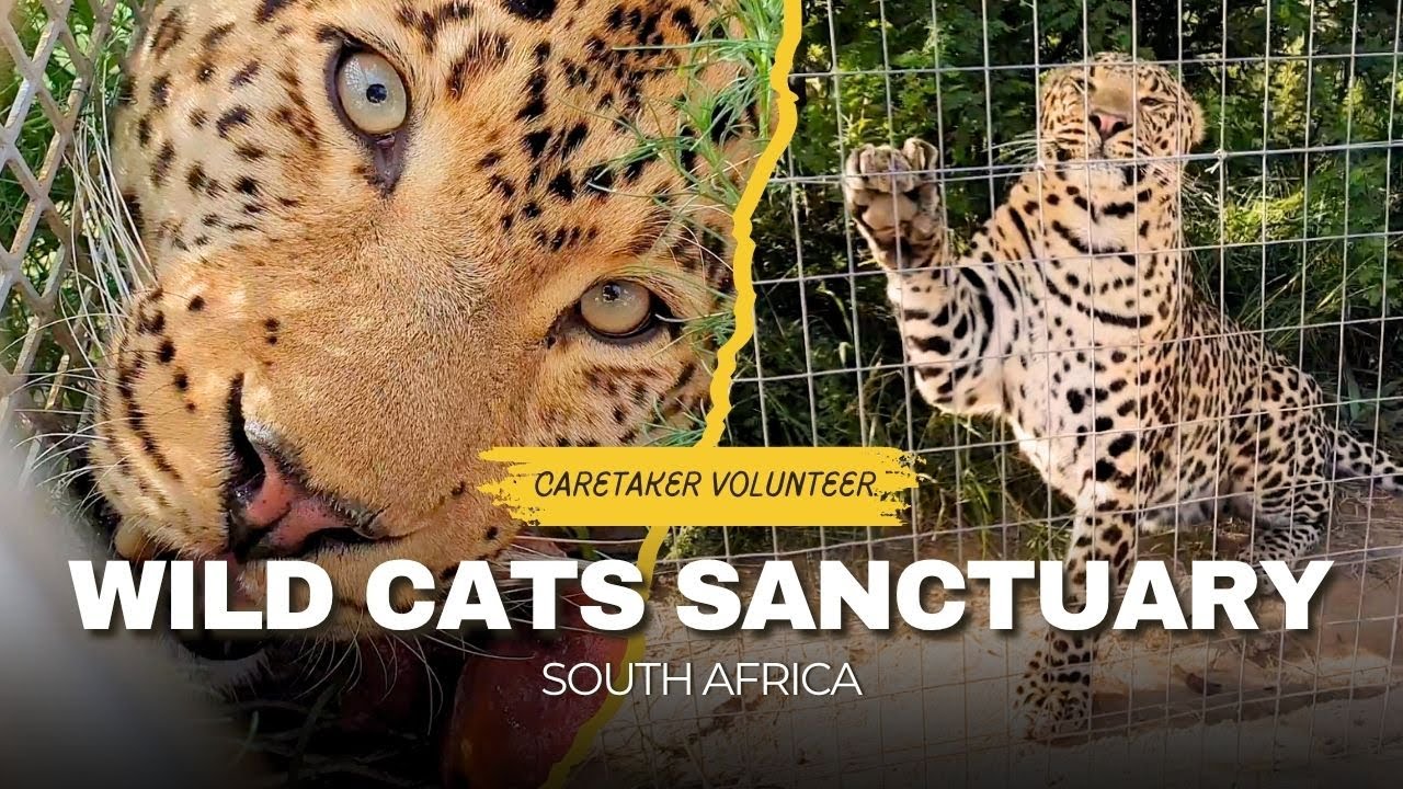 Training a Leopard during feeding — Reducing aggression at a Big Cat Sanctuary (South Africa)