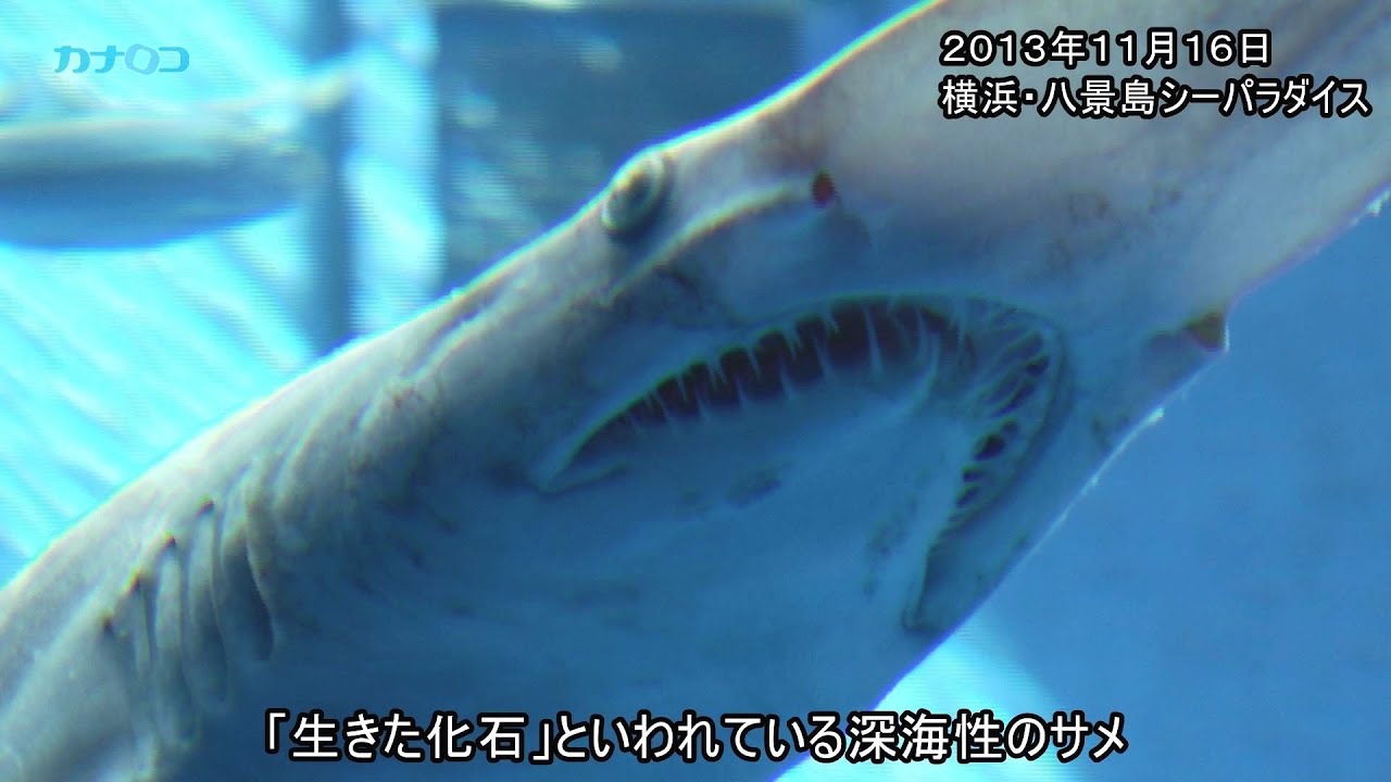 生きた化石「ミツクリザメ」、横浜・八景島シーパラダイスで深海魚公開/神奈川新聞（カナロコ）