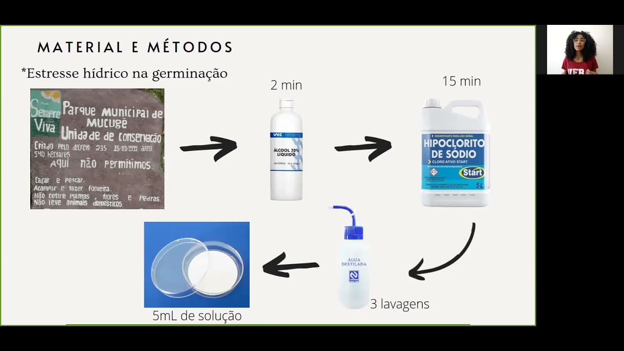 Indu&ccedil;&atilde;o de calos para aumento da produ&ccedil;&atilde;o de Podofilotoxina em Leptohyptis calida.