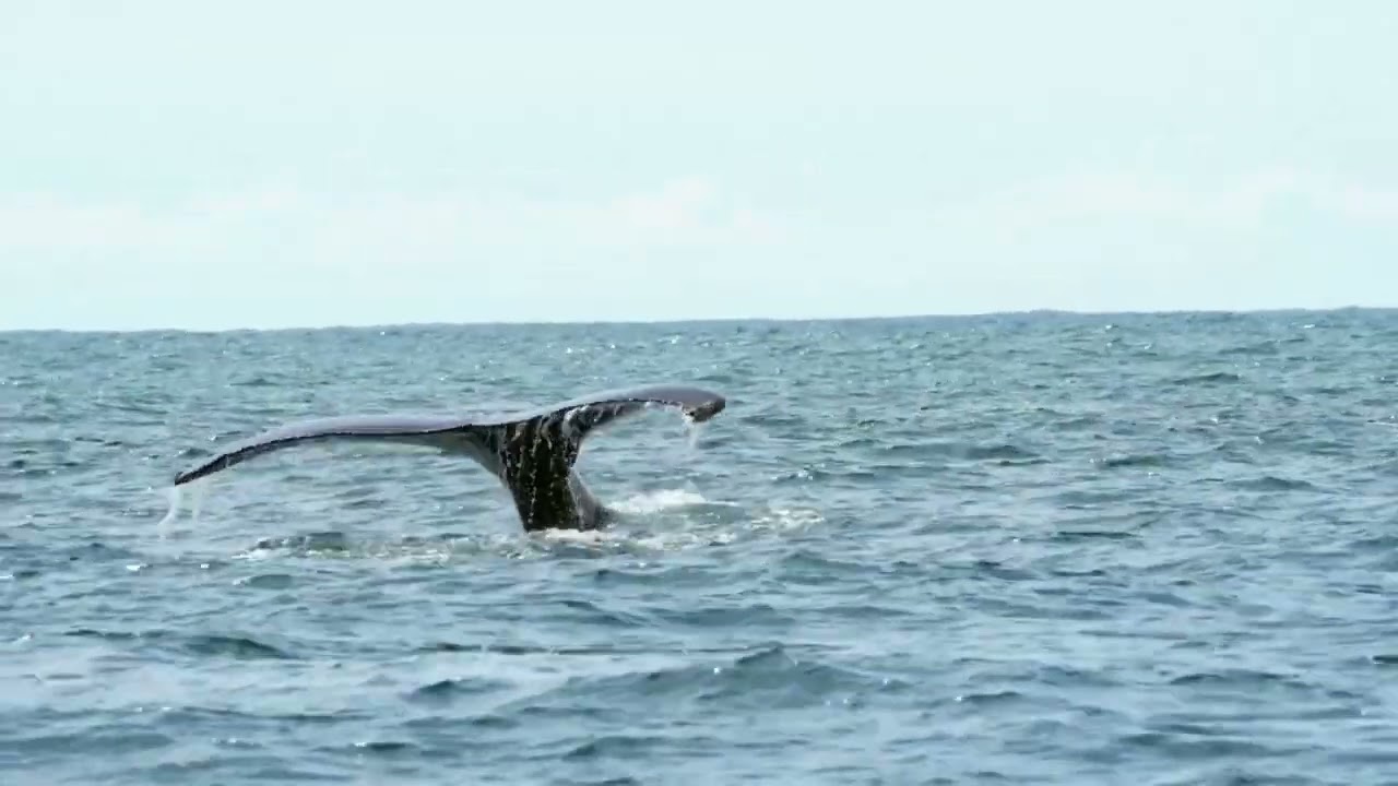 Il Parco Nazionale Arcipelago Toscano e e la sua area protetta a mare