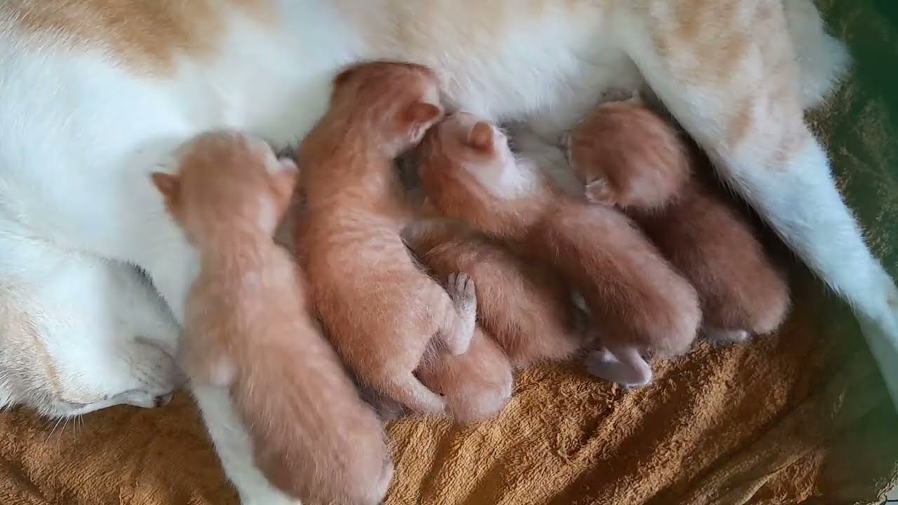 Mom is sleeping to feed milk for her little kittens 