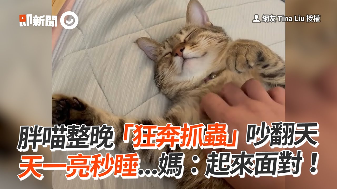 胖喵整晚「狂奔抓蟲」吵翻天　天一亮秒睡...媽：起來面對！│寵物│貓咪｜猫｜ねこ│Pet│Cat│Kitten