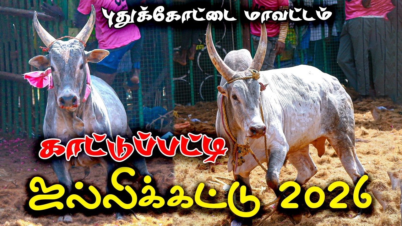 🔴🔴புதுக்கோட்டை காட்டுப்பட்டி ஜல்லிக்கட்டு 2026 | Kattupatti Jallikkattu 2026 | ViNo Videography Live