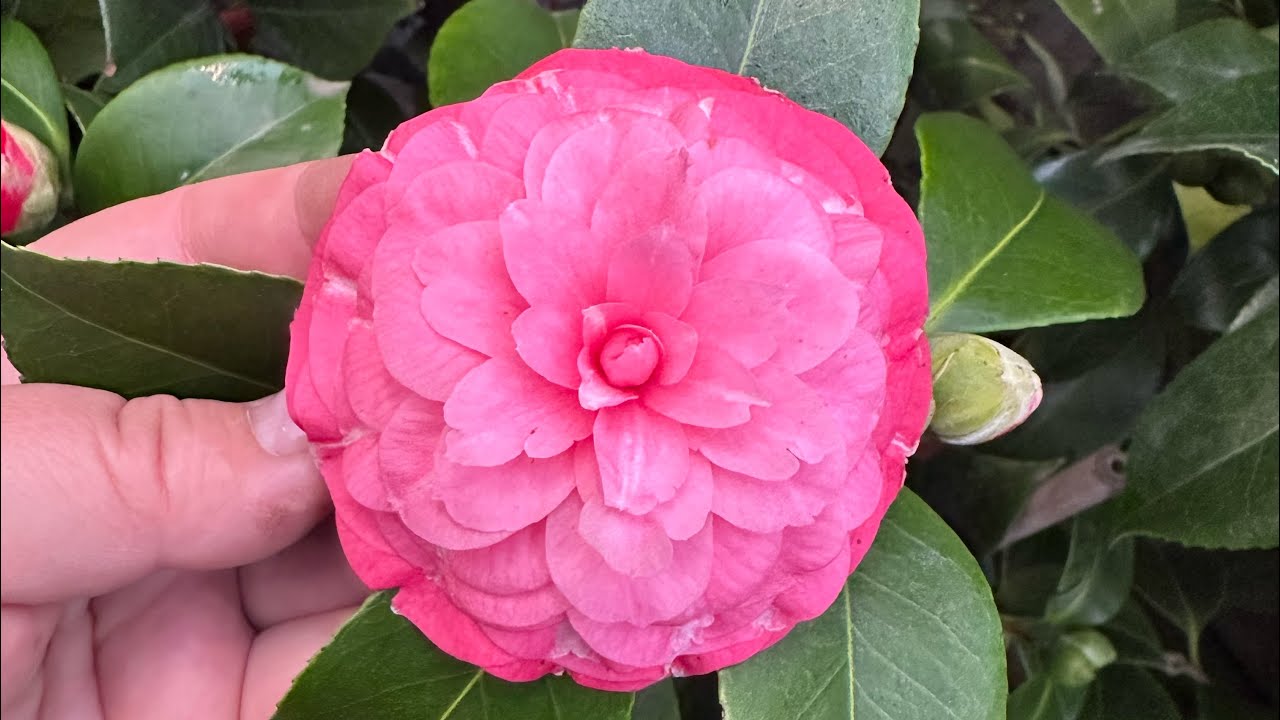Цвітіння камелій унікальне  : камелія засинає та розквітає 🌺🌸