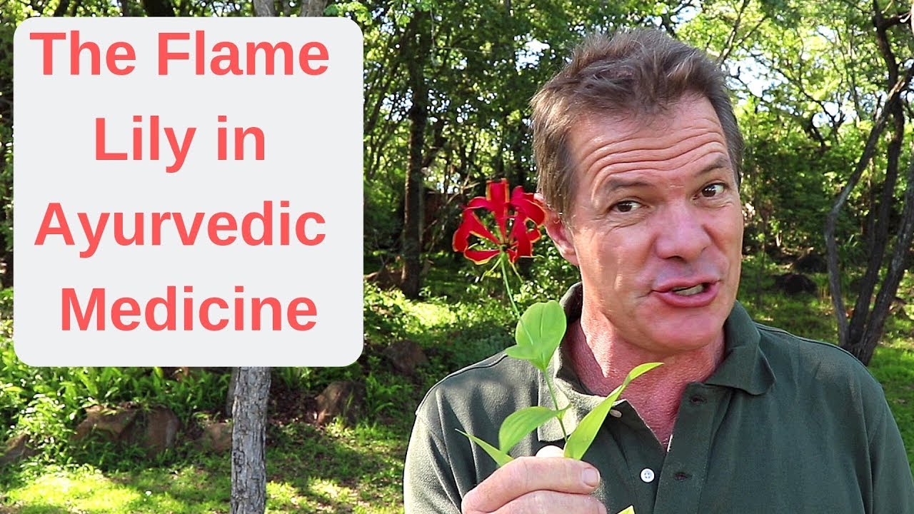 The Flame Lily in Ayurvedic Medicine