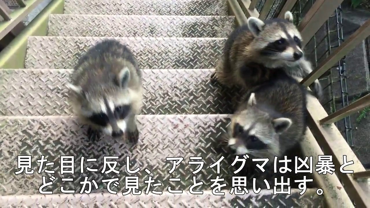 アライさんがやってきた！（野良）