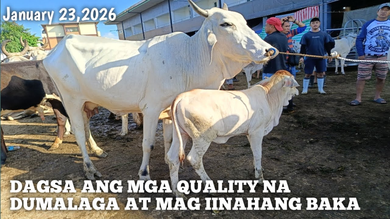 Mga Dumalaga at Mag iinahang Baka!