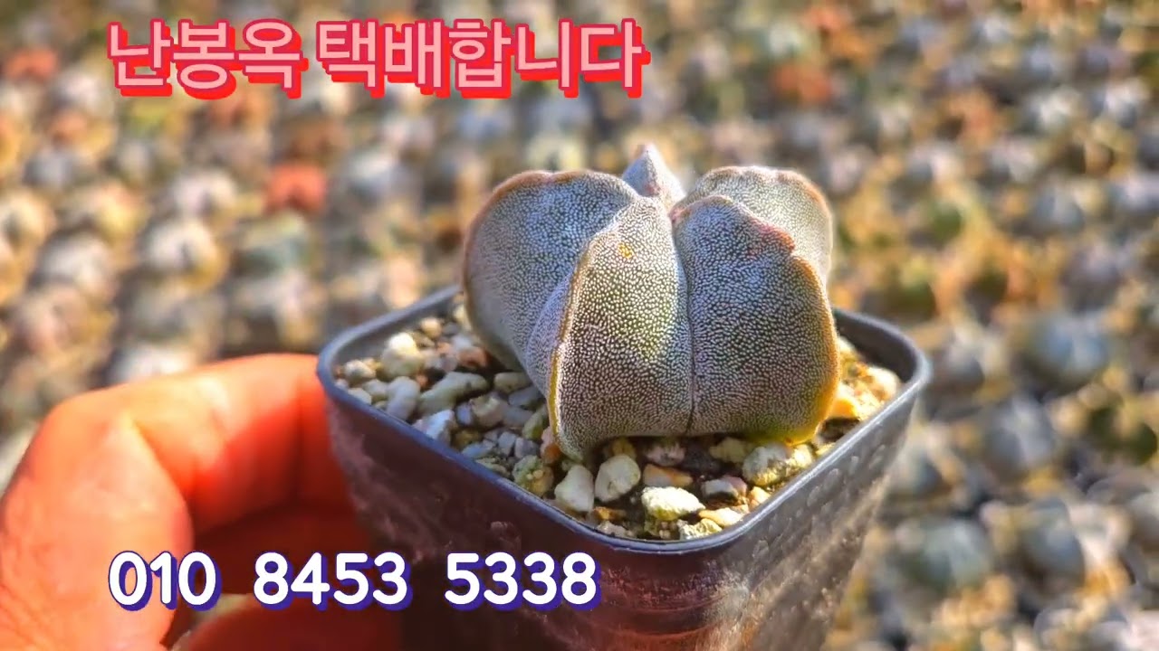 난봉옥 택배합니다 010 8453 5338 주문주세요 