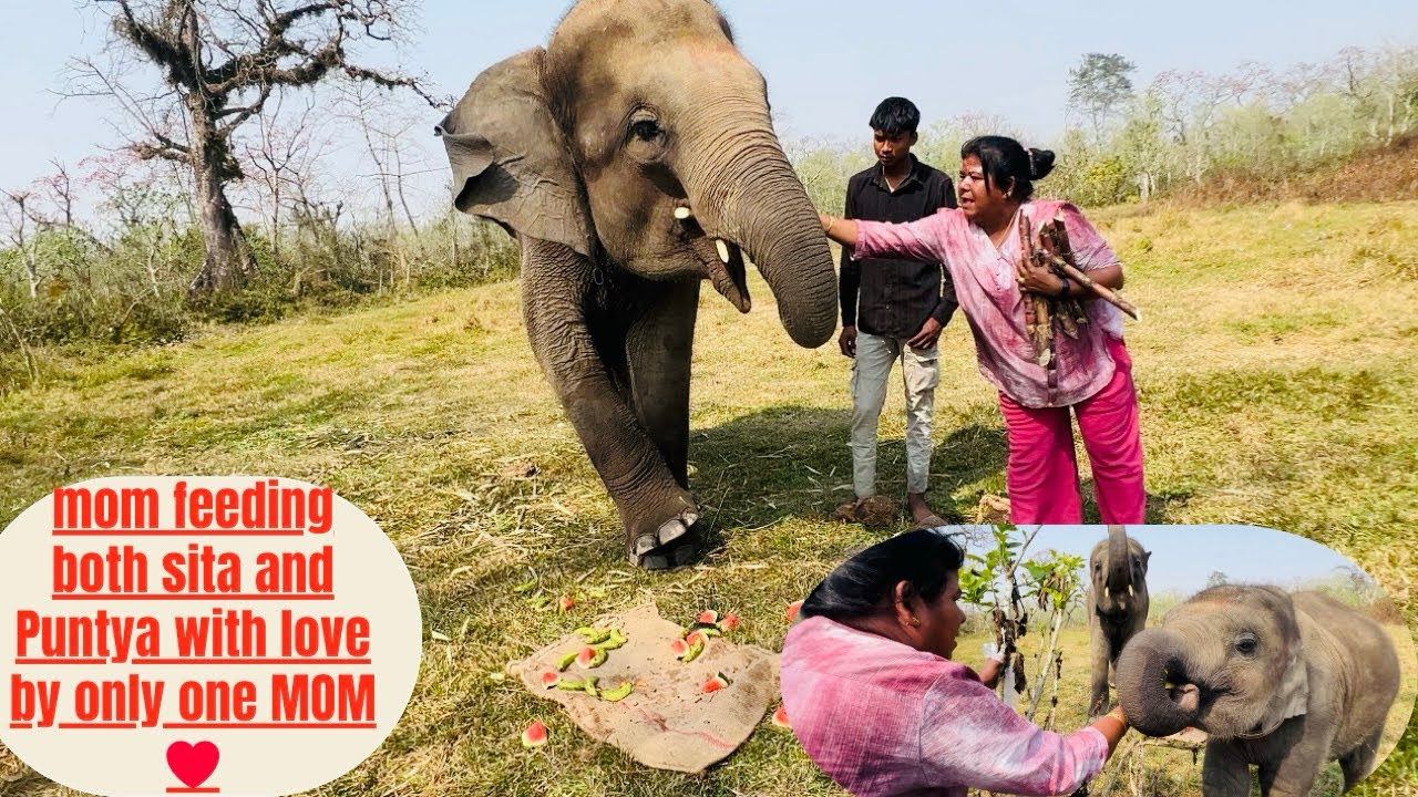 Мама кормит Ситу и Пунтю ❤️