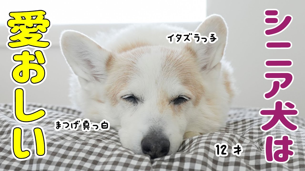 真っ白になったまつ毛が愛おしいシニア犬の一日